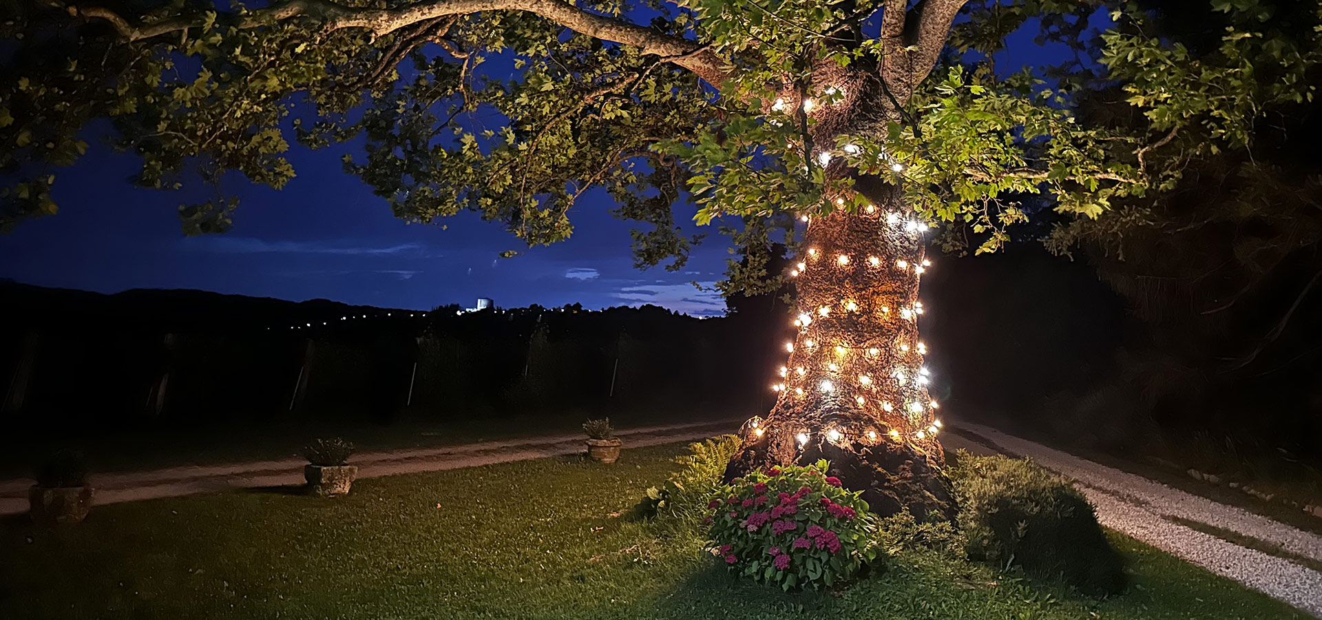 Il platano secolare della tenuta avvolto di luci, di sera