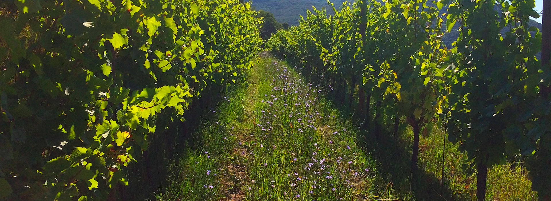 Un filare di Castel San Mauro, con l’erba e i fiori spontanei tra le viti