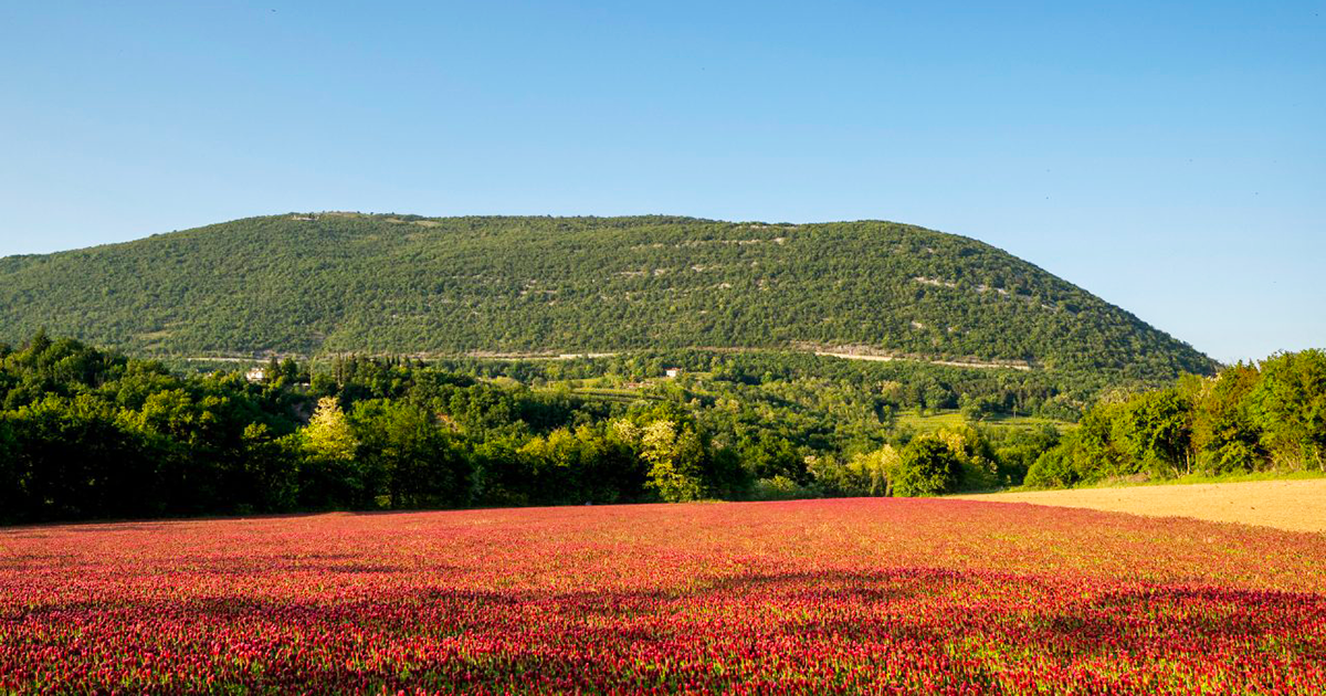 Il Monte Sabotino visto da un campo di trifoglio rosso