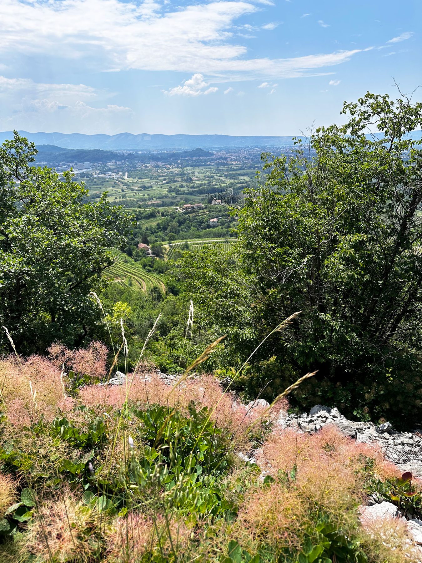 Le erbe in fiore sul pendio del Sabotino e, sotto, la valle dell’Isonzo