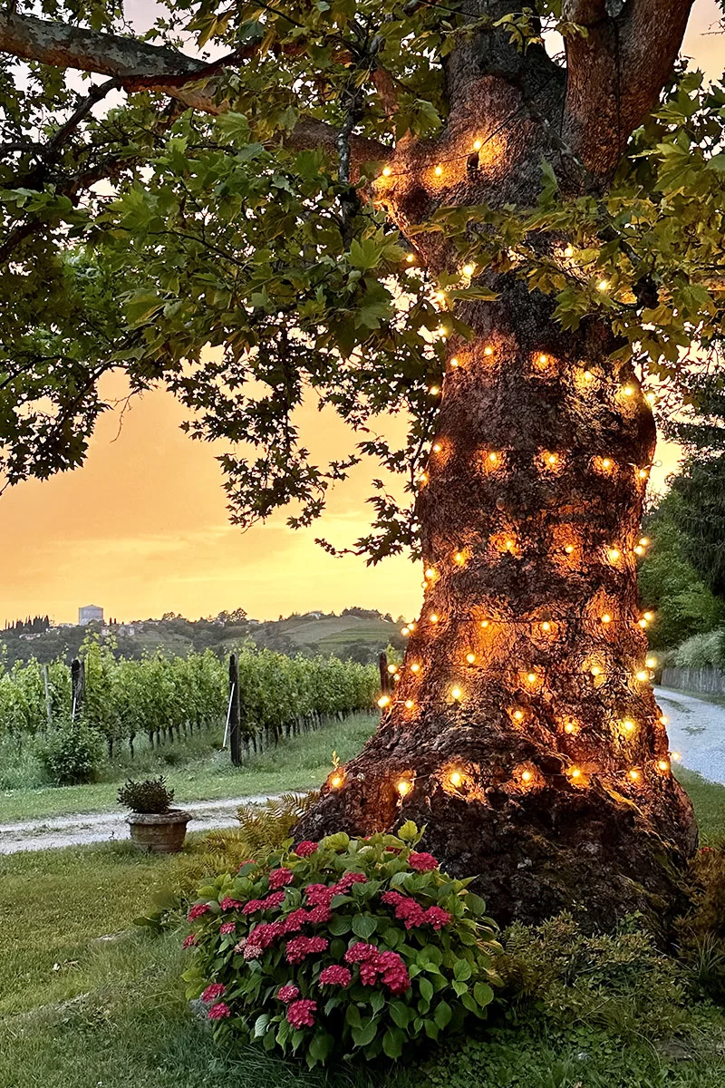 Il grande albero della tenuta avvolto di luci al tramonto, con le ortensie ai piedi e i vigneti sullo sfondo