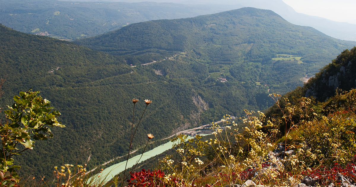 Dalla cresta del Sabotino, la vista sulla forra dell’Isonzo con i fiori selvatici in primo piano
