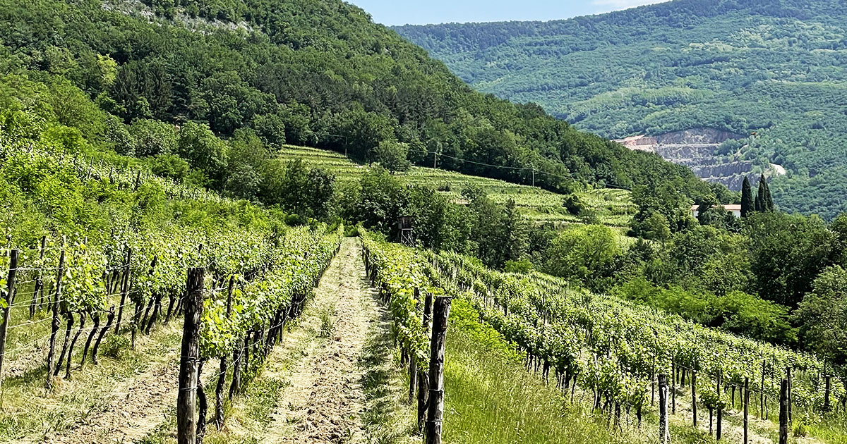 Un filare di vigne sulle pendici del Sabotino, con una cava sullo sfondo