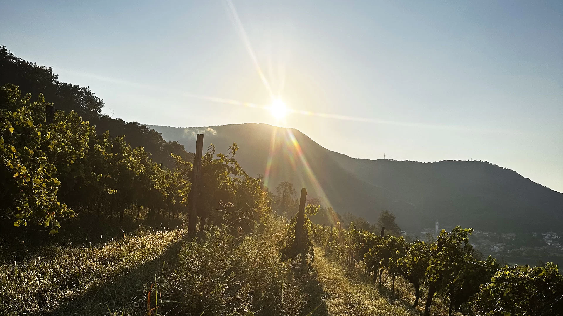 Il vigneto all’alba, con il sole che sorge dietro il Monte Sabotino e il campanile sullo sfondo